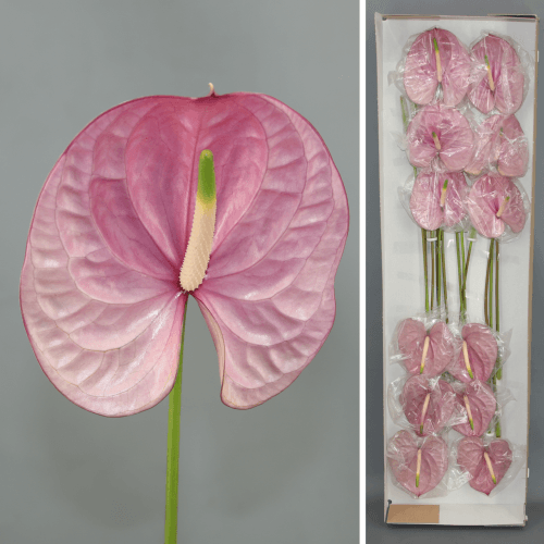 Anthurium Kaleo x12, Morado, 1 tallos, 45cm