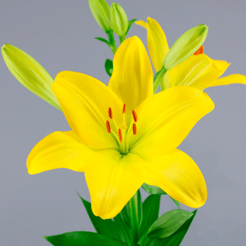 Lilium Asiatico Amarillo 4, Amarillo, 1 tallos, 80cm