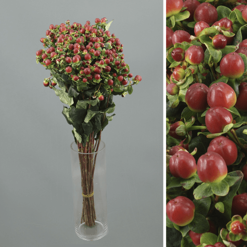 Hypericum Magical Seasons, Burdeos, 1 tallos, 62cm