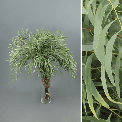 Eucalipto Nicholii 400 gr, Verde, 70cm