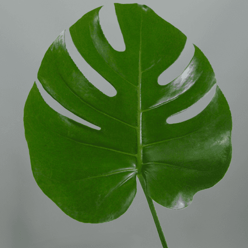 Monstera IV, Verde, 1 tallos, 45cm