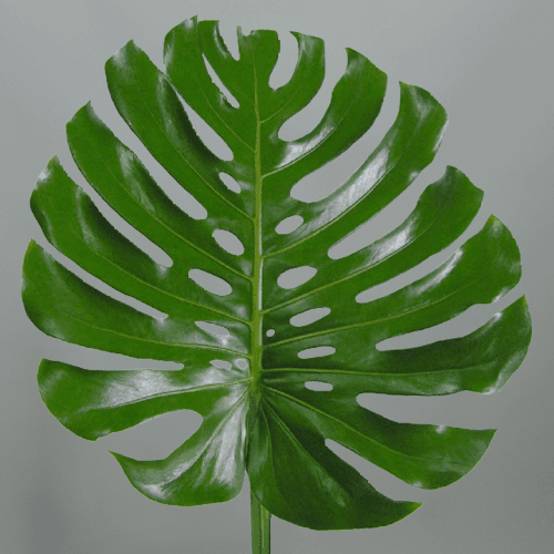 Monstera extra, Folhagem de 80 cm de comprimento, em molho