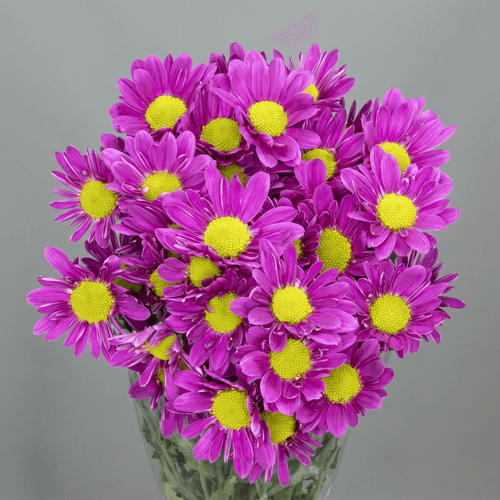Crisantemo Memphis Purple, Fucsia, 1 tallos, 70cm