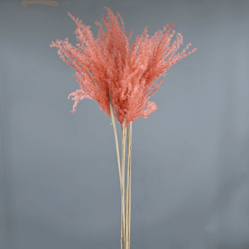 Cortaderia selloana (plumero) rosa claro 90 cm - 5 tallos, Flor preservada de 90 cm de largo