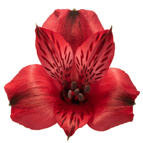 Alstroemeria Nadya Perfection