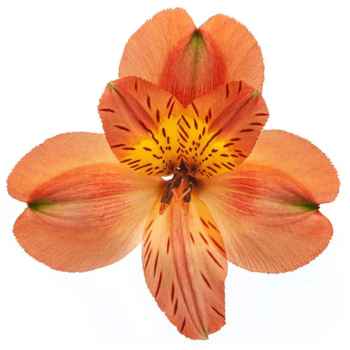 Alstroemeria Orange Queen Perfection, Naranja