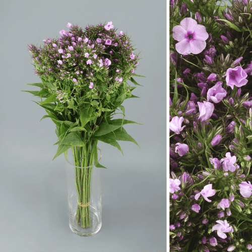 Phlox Pink Eyes