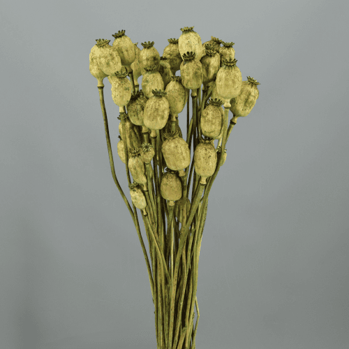 Tija de Papaver (rosella) verd 60 cm