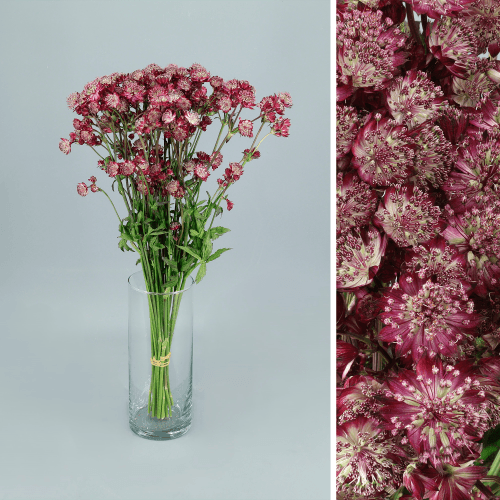 · Astrantia Star of Love, Granate