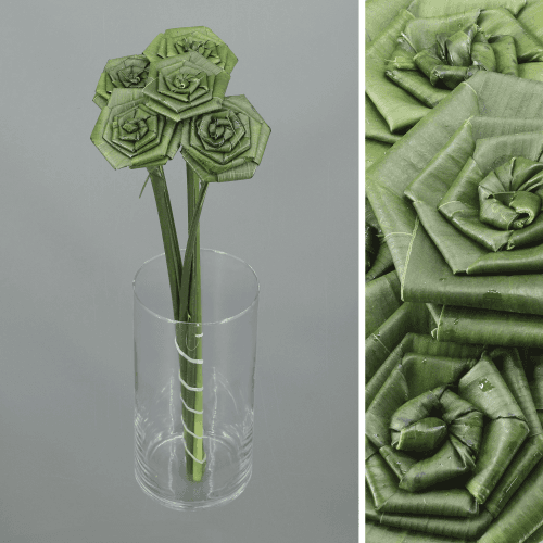 Aspidistra Rose