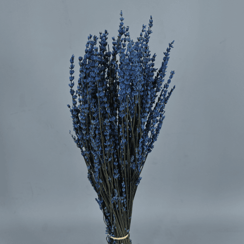 Lavanda Azul Preservada