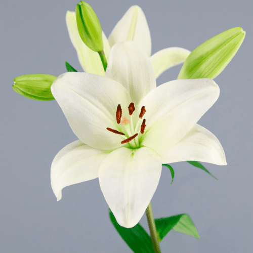 Lilium Asiatico Blanco 4