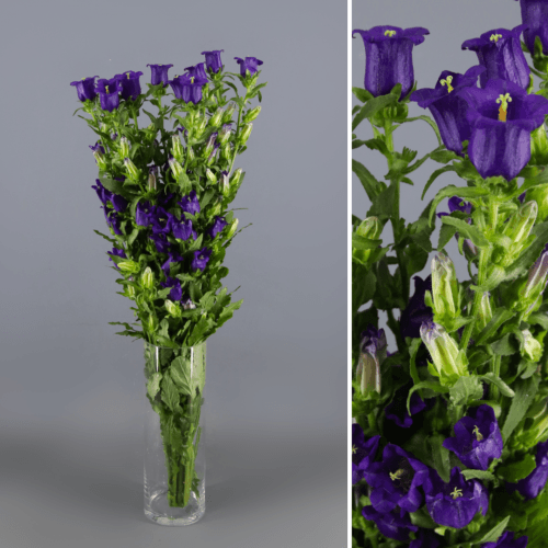 Campanula Champion Blue