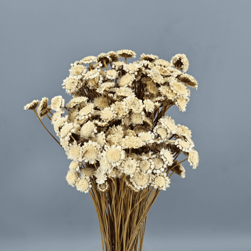 Margarita Seca Natural, Flor seca de 50 cm de largo