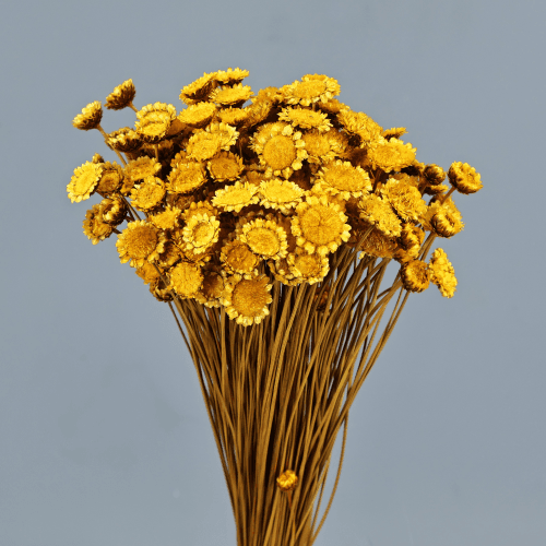 Margarita seca ocre, Flor seca de 50 cm de largo
