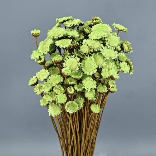 Marguerite séchée vert pistache