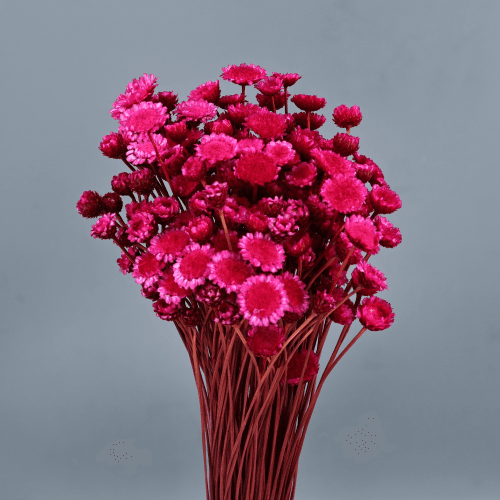 Margarita seca fucsia