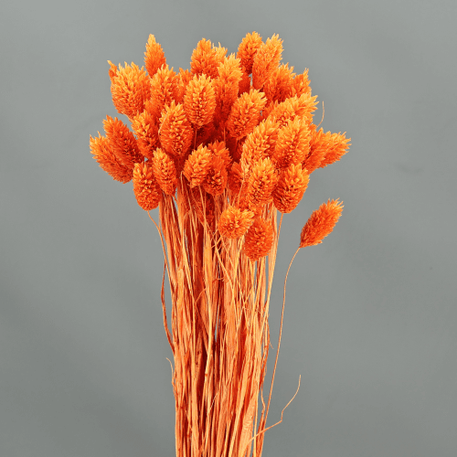 Phalaris Séché Orange