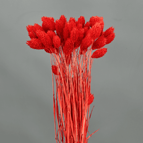 Phalaris Seca Roja