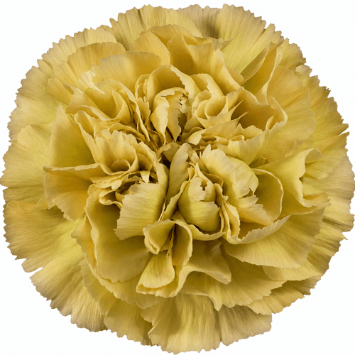 Clavel Mustard Short