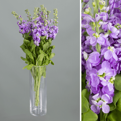 Alheli Mathilda Lavender, Lavanda