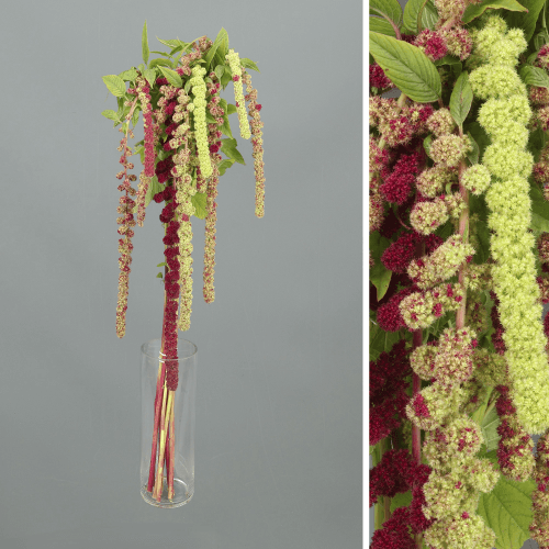 Bouquet de 10 Amarantes Mira Rose et Vert, Fleur fraîche de 70 cm de long, 10 tiges