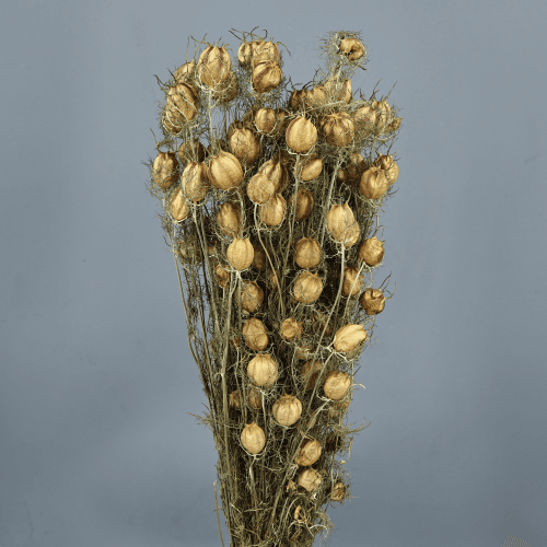 Nigella seca verde claro, Flor seca de 50 cm de largo