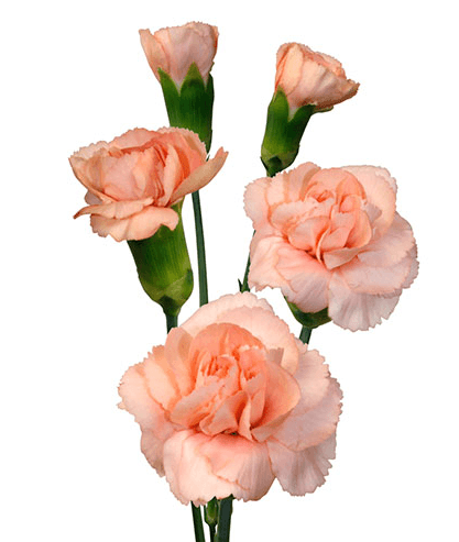 Œillet mini saumon Hamada, Fleur fraîche de 60 cm de long, bouquet de 40 tiges
