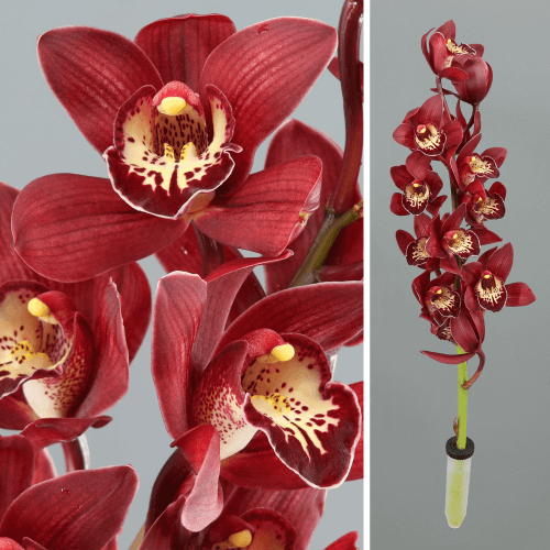 Haste de Cymbidium Grená Mini Roy, Flor fresca de 40-50 cm de comprimento