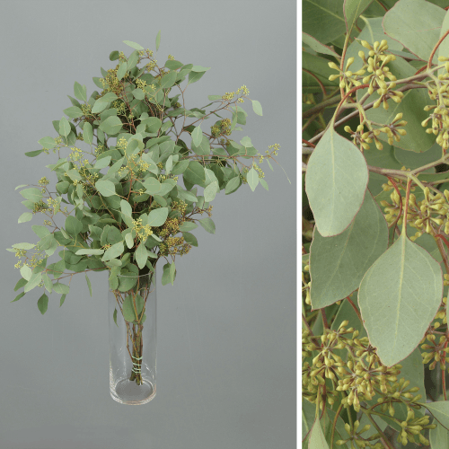 Bouquet de 2 branches d'eucalyptus Populus à fruits, Feuillage de 70 cm de long, en botte