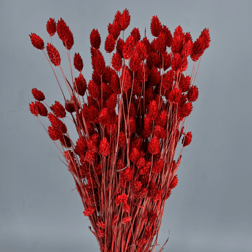 Phalaris Rojo