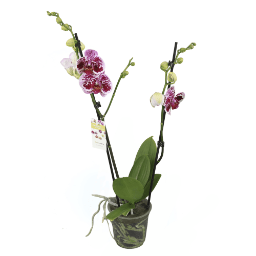 Orquídea Phalaenopsis Beata Roja (2 Varas), Planta de 65 cm de alto