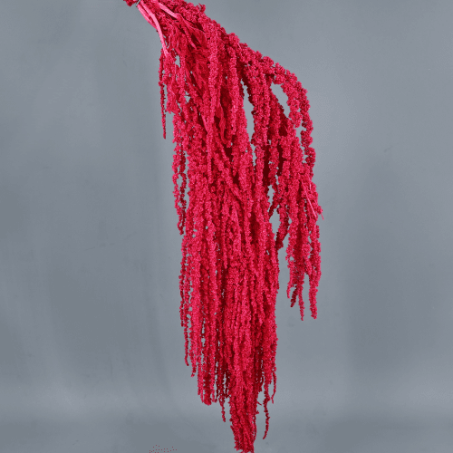 Amaranthus Fucsia