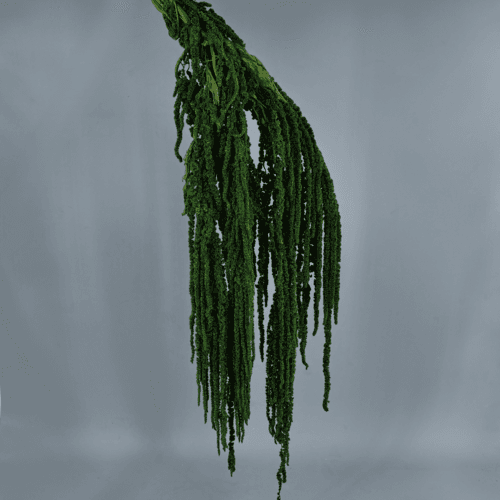 Amaranto preservado verde escuro
