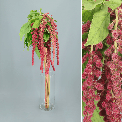 Amaranthus Rosary