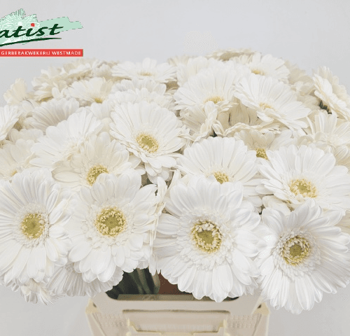 Gerbera Mini Lobby