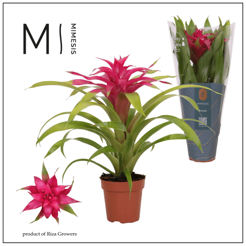Guzmania Deseo Rosa, Planta de 42 cm de alto, pack de 6 uds