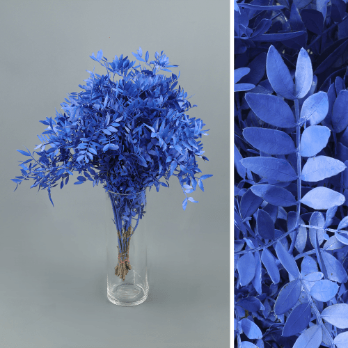 Lentisco pintado azul, Follaje de 45 cm de largo, en manojo