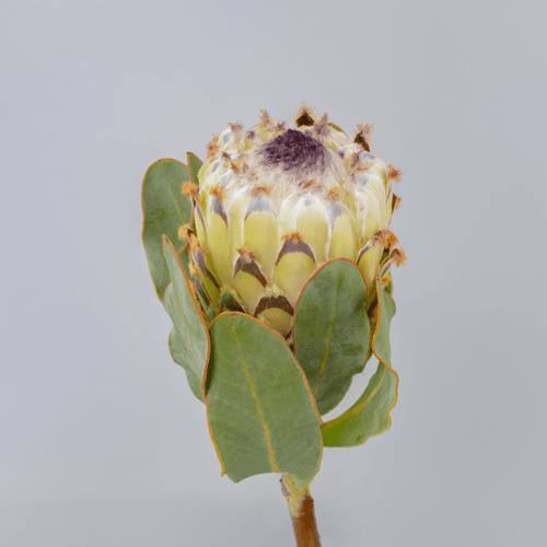 Ramo de 5 Proteas Magnifica Snow Queen, Flor fresca de 40 cm de largo, 5 tallos