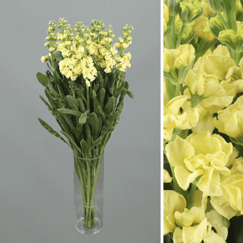 Alheli Iron Yellow, Crema