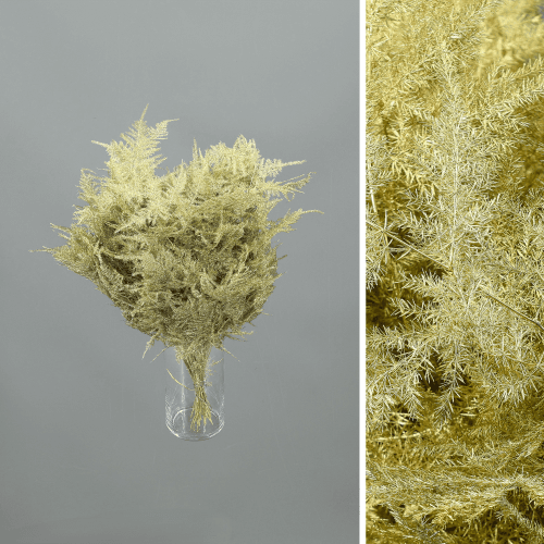 Asparagus Setaceus Painted Oro, Oro