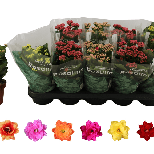 Kalanchoe Rosalina de Flor Doble, Colors Variats 25 cm