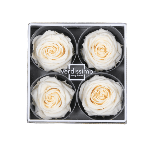 Rosa Champagne Cabeza, Champagne, 4 tallos, 5cm