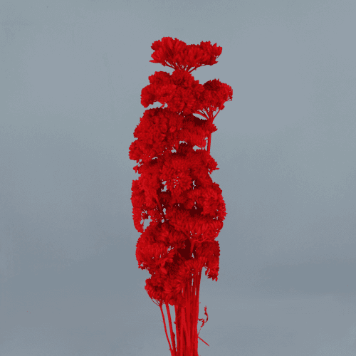 Achillea Rojo, Rojo