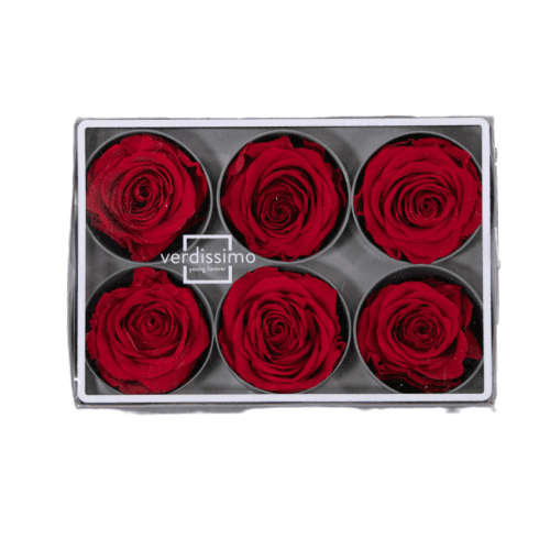 Rosa Rojo Cabeza, Rojo, 6 tallos, 5cm