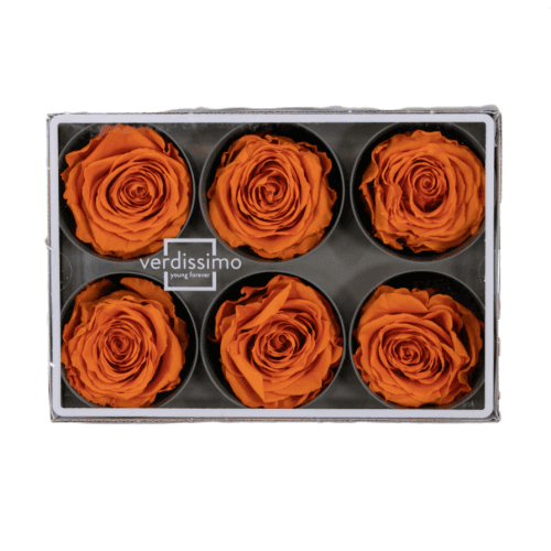 Rosa Naranja Cabeza, Naranja, 6 tallos, 5cm