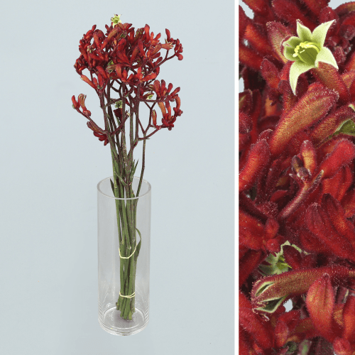 · Anigozanthos Early Spring, Granate