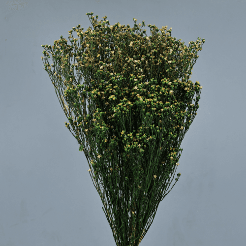 Brooms Verde/Amarillo