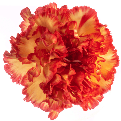 Clavel amarillo y naranja Zenith, Flor fresca de 40 cm de largo, ramo de 250 tallos