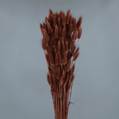 Lagurus seco castanho, Flor seca de 40-70 cm de comprimento La Sempreviva